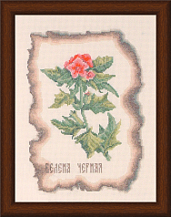 Вышивка КК-002 Белена черная